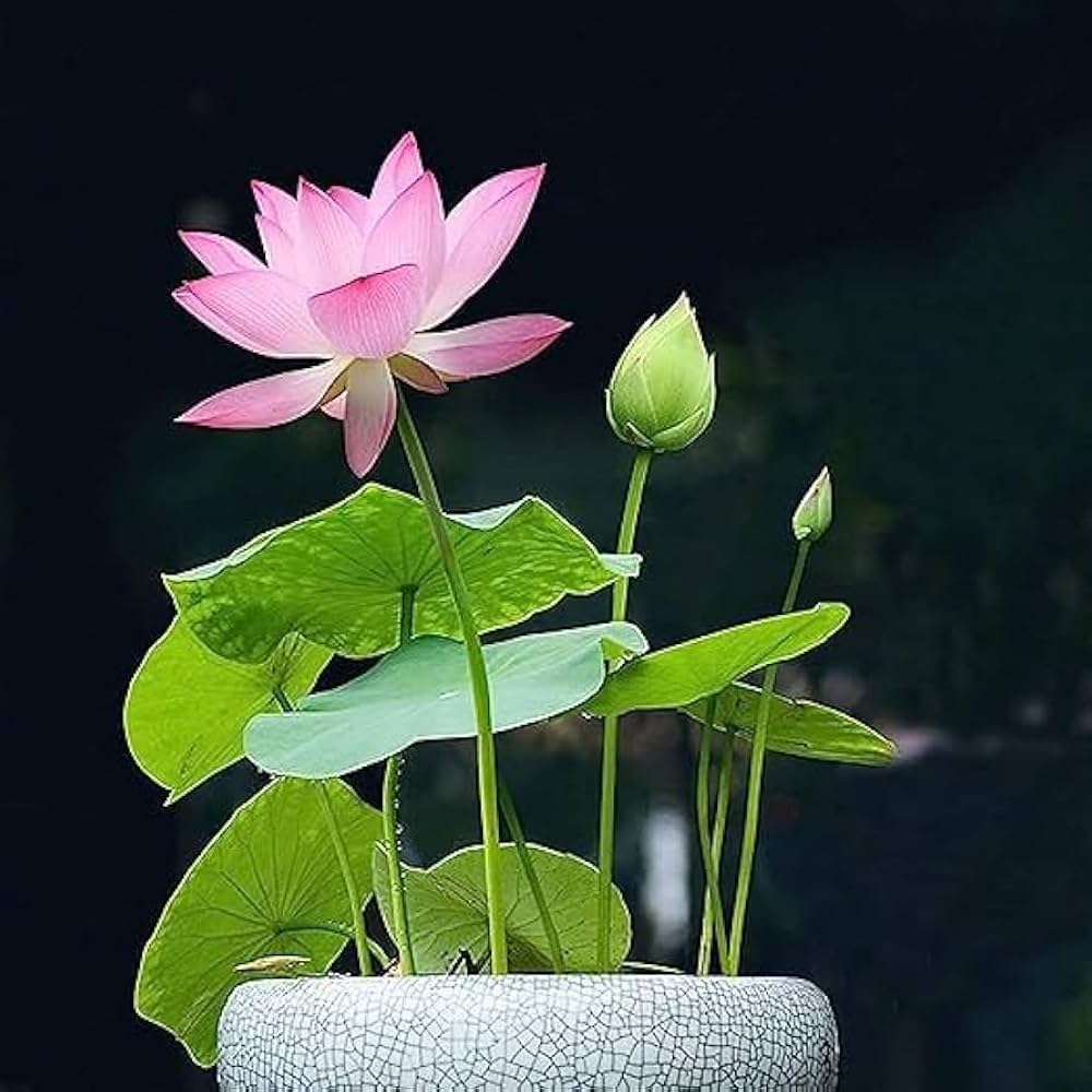 Root Lotus plant