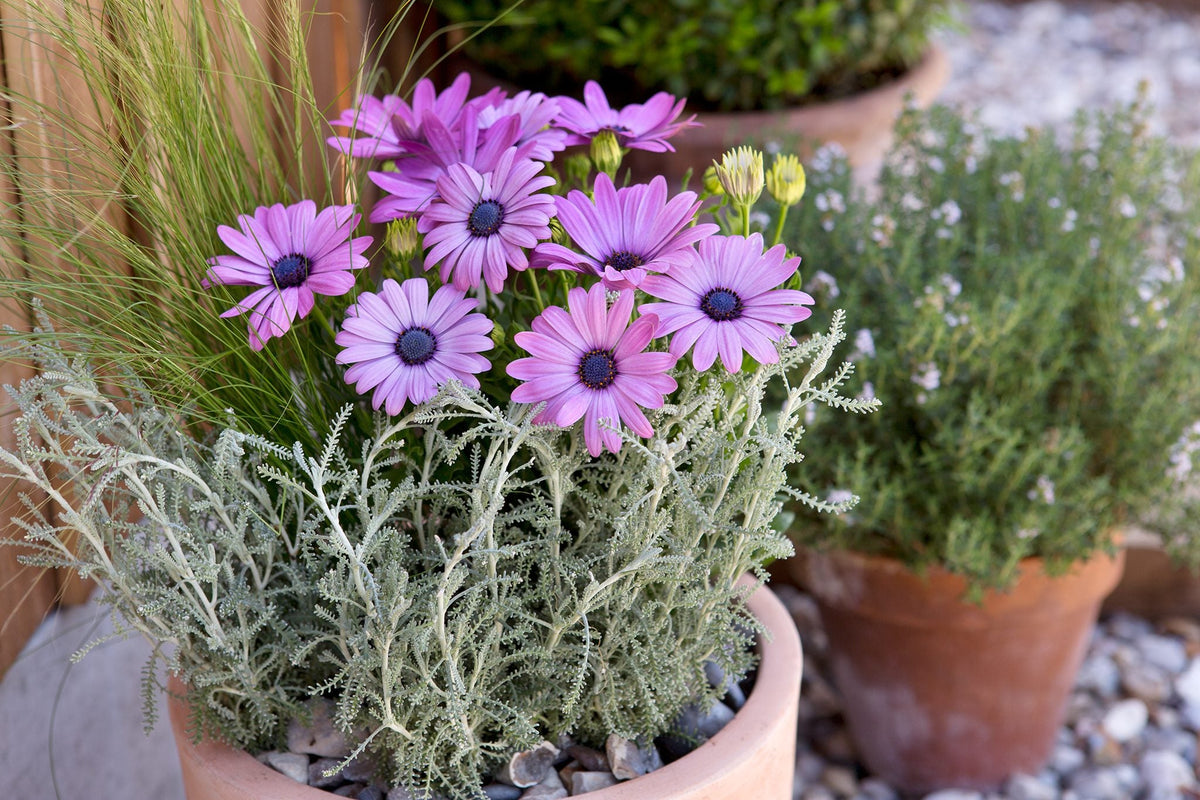Purple Osteospermum plant