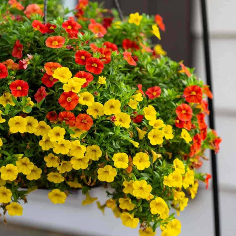 Mini Petunia Calibrachoa plant
