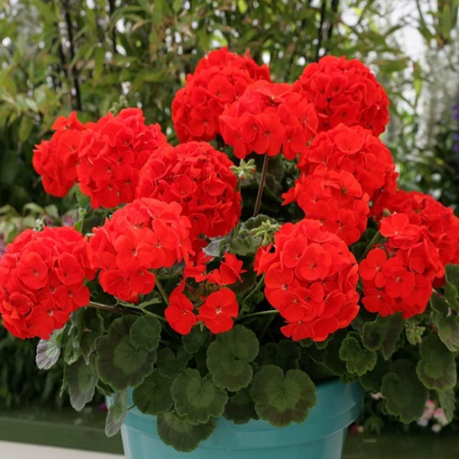 Geranium plant