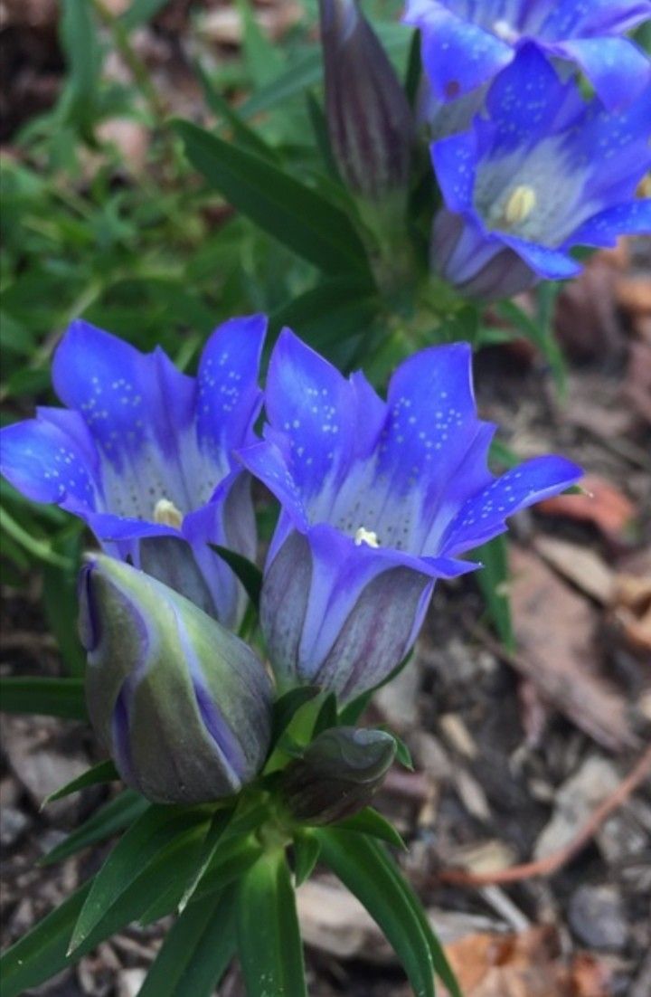 Scabra Gentiana plant