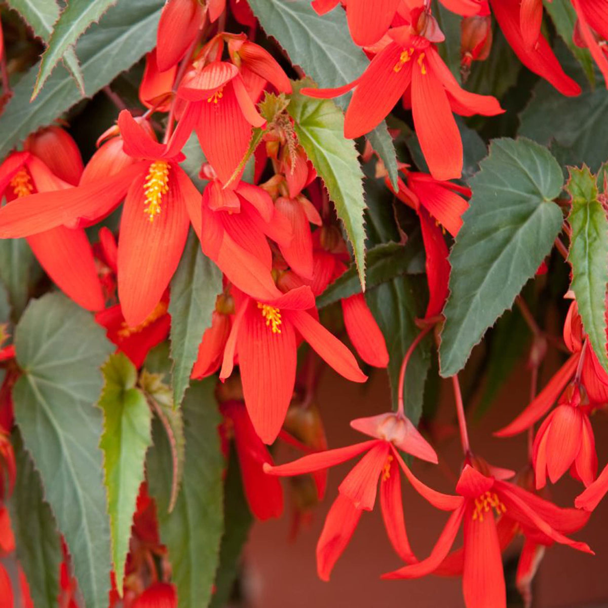 Boliviensis Begonia plant