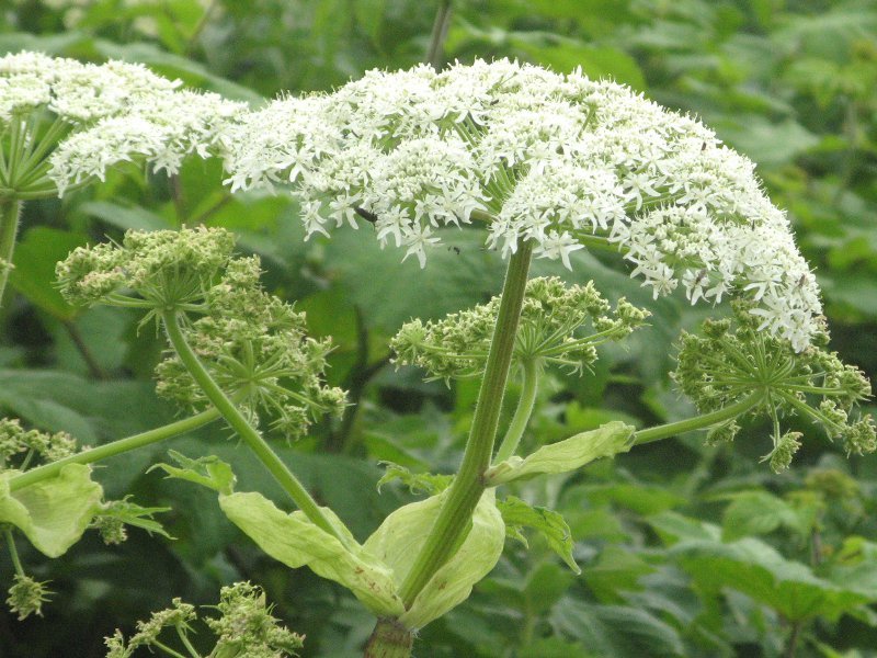 Heracleum Lanatum flower seeds