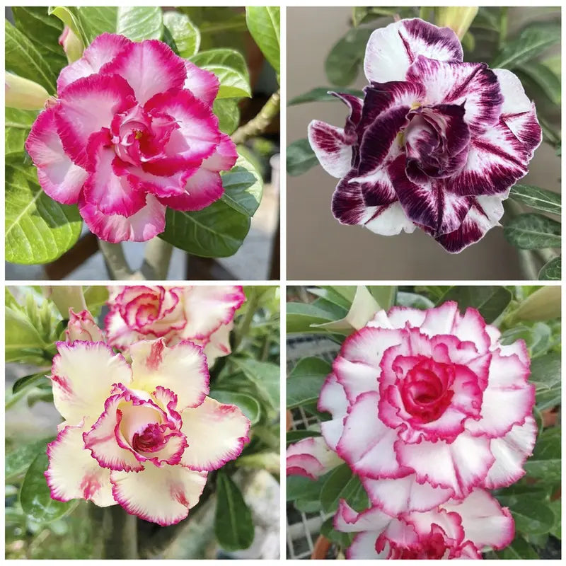 Rose Bonsai flower seeds
