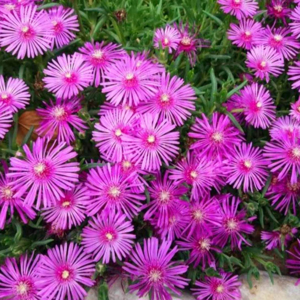 Delosperma Cooperi Flower Seeds for Planting – Heirloom Non-GMO Garden Seeds