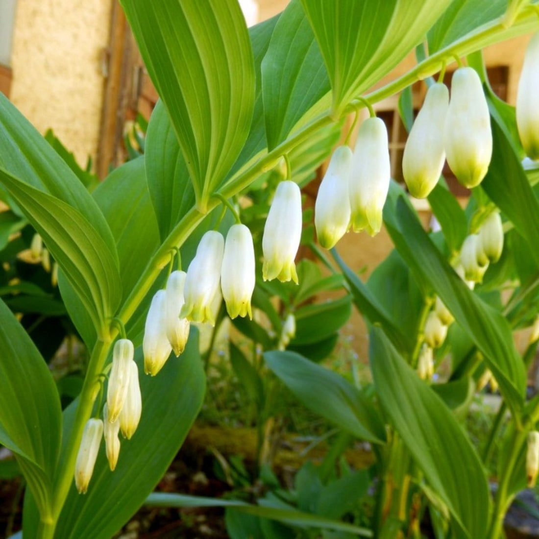 White Polygonatum flower seeds