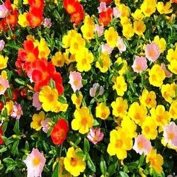Light Yellow flower seeds