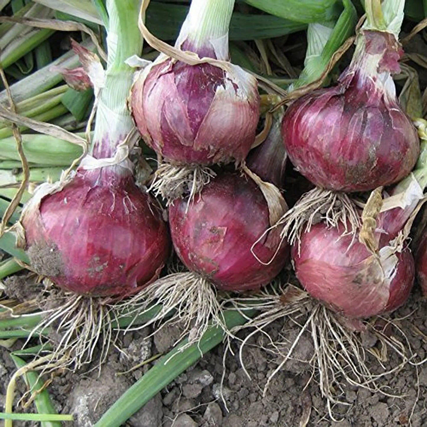 Onion Vegetable Seeds for Planting – Heirloom Non-GMO Garden Seeds