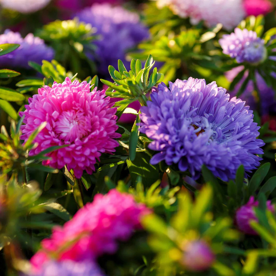 White Maroon flower seeds