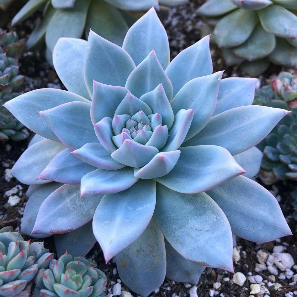 Blue Succulent flower seeds
