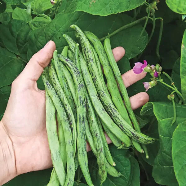 Rattlesnake Pole Bean Seeds