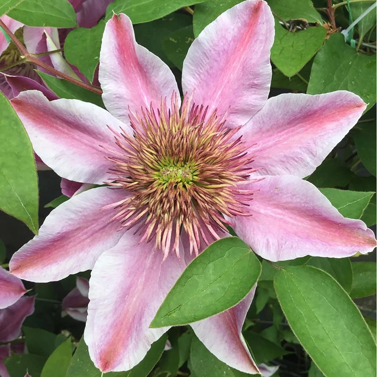 Empress Clematis plant