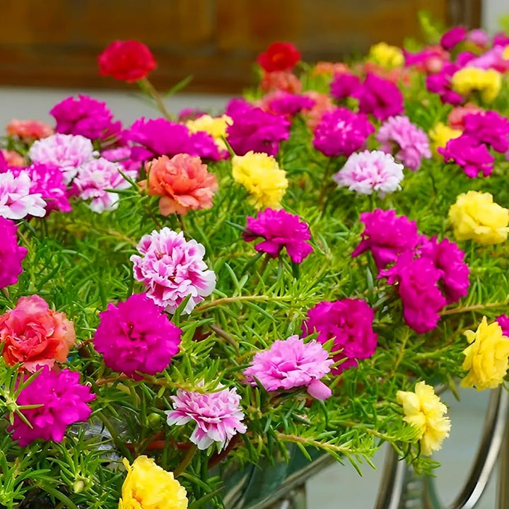 Rose Portulaca flower seeds