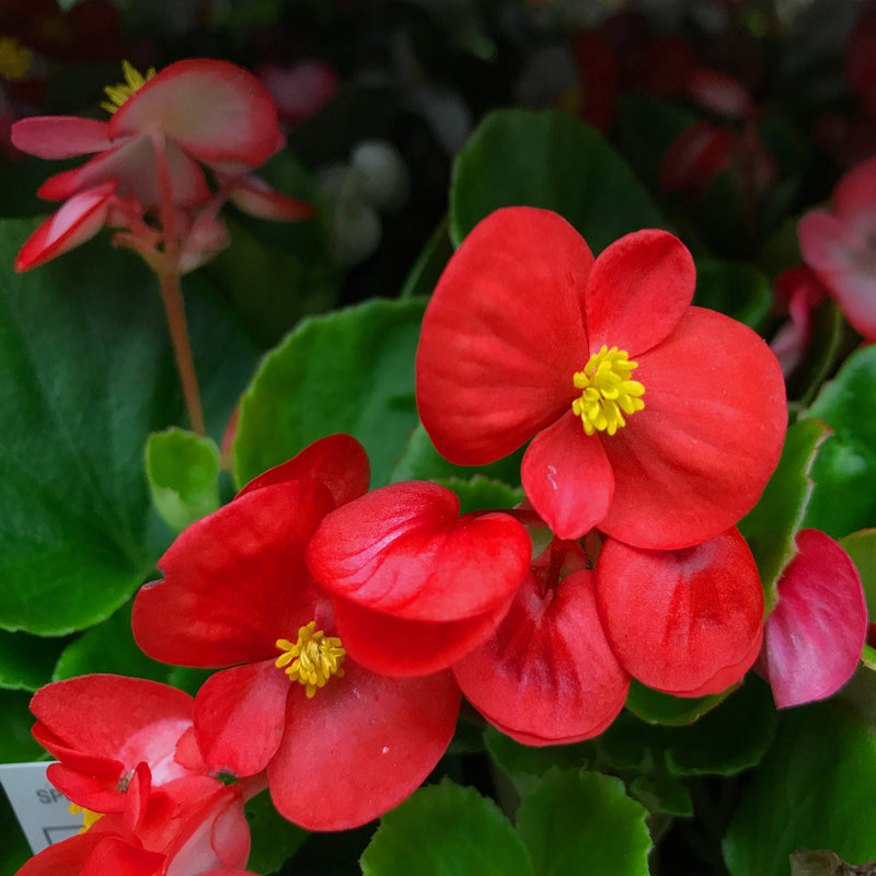 Red Wax Begonia Flower Seeds for Planting – Heirloom Non-GMO Garden Seeds