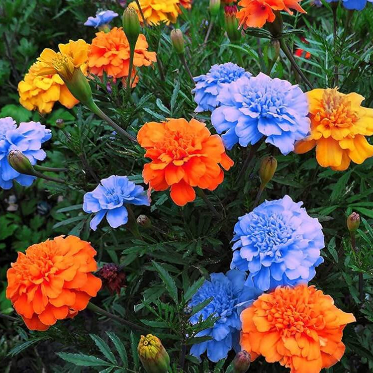 and Yellow Marigold plant