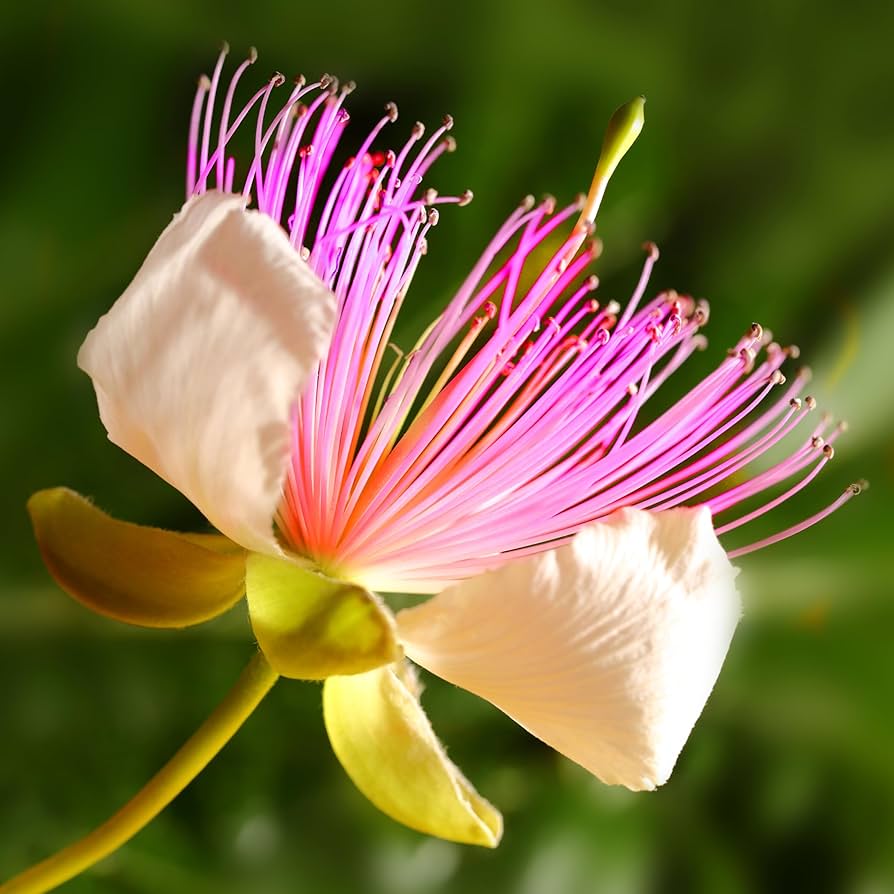 White Pink flower seeds
