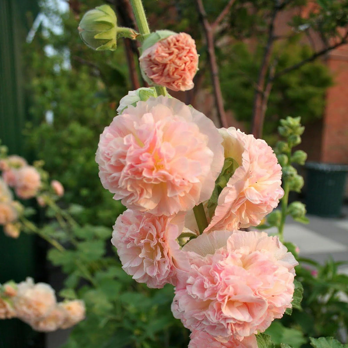 Apricot Peach Parfait plant