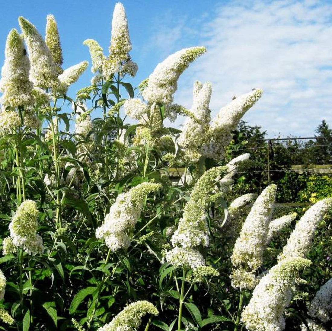 White Buddleja flower seeds