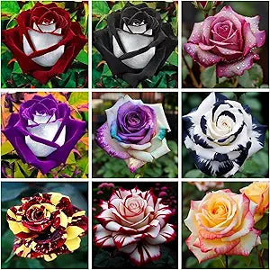 Rainbow Rose flower seeds