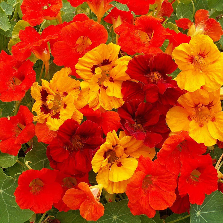 Nasturtium flower seeds