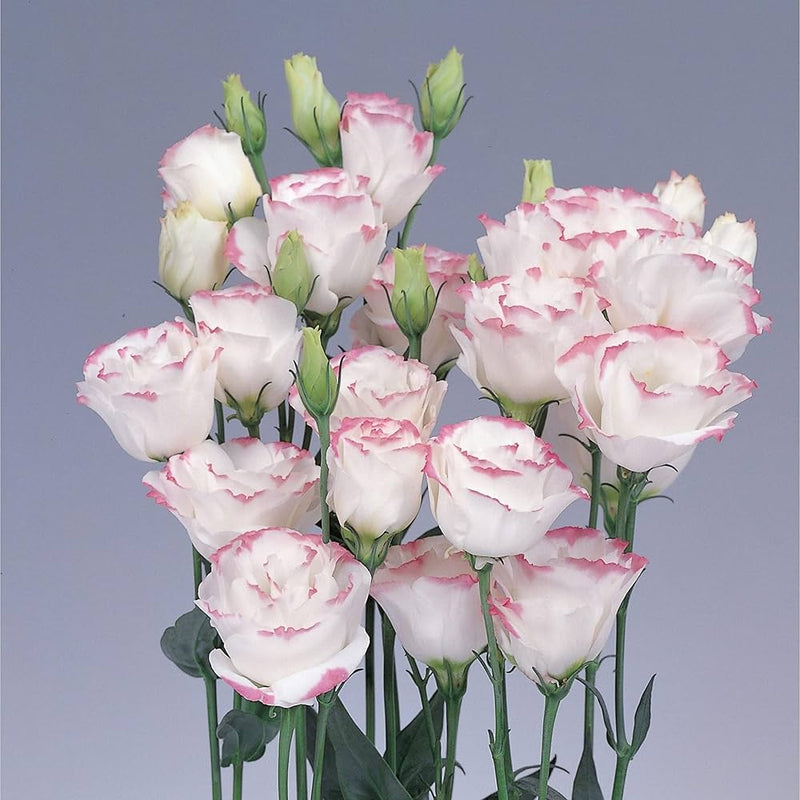 Pink Lisianthus Flower Seeds for Planting – Heirloom Non-GMO Garden Seeds