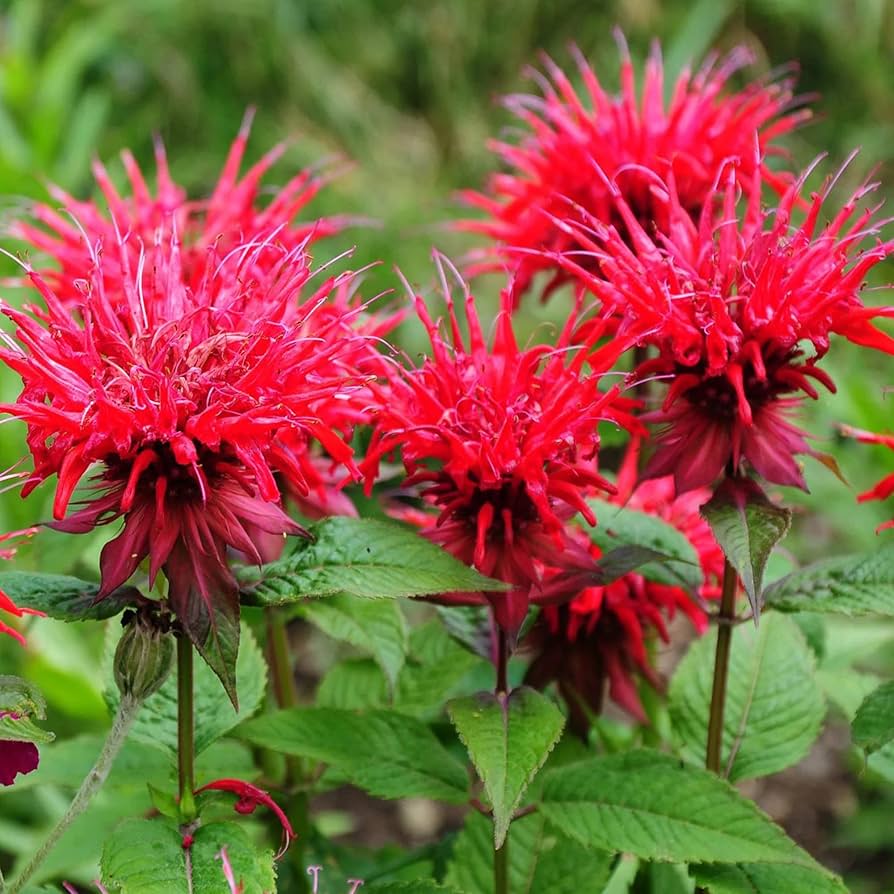 Bee Balm flower seeds
