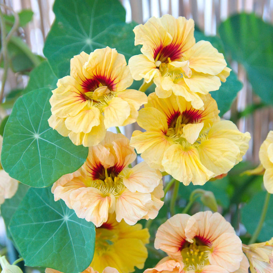 Yellow Tropaeolum flower seeds