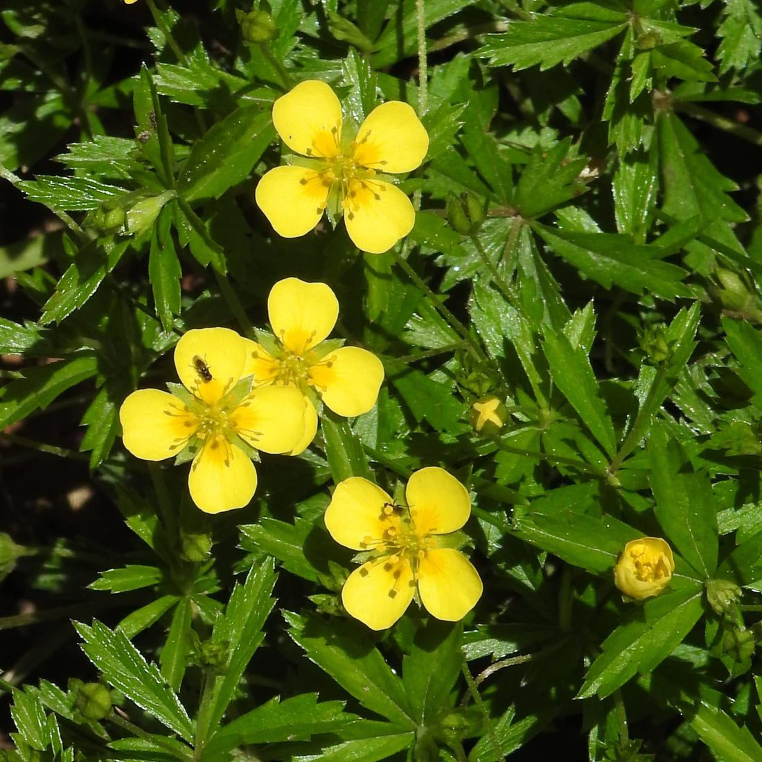 Tormentil Potentilla flower seeds