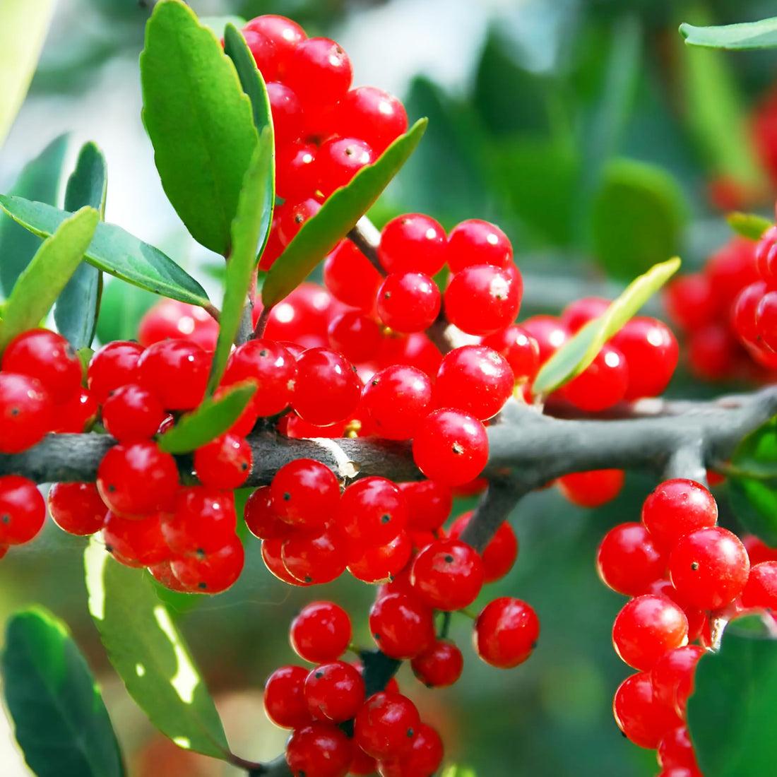Yaupon flower seeds