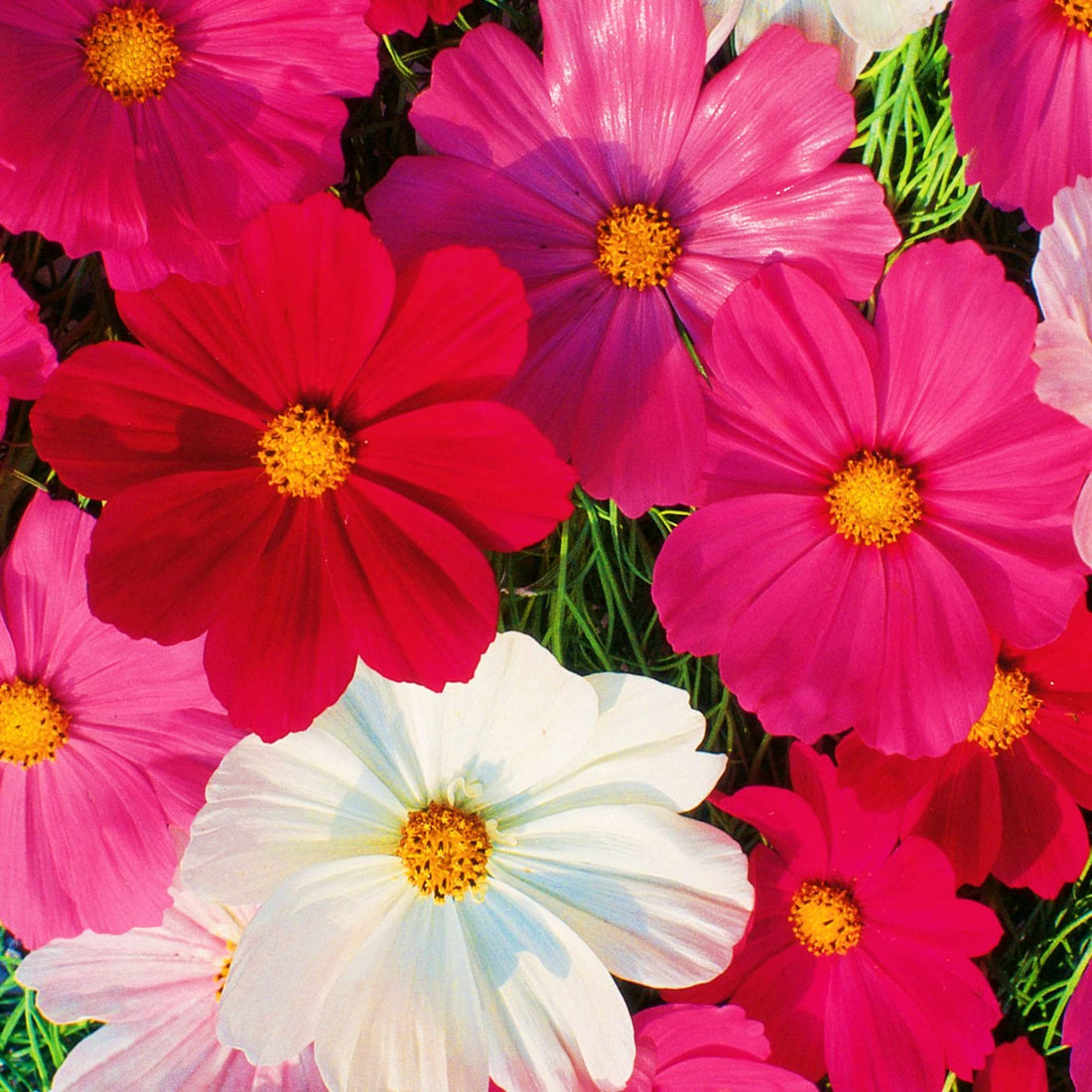 Cosmos Sensation flower seeds