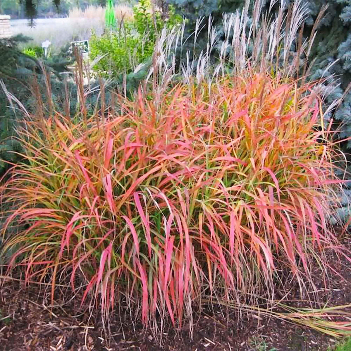 Flame Grass plant