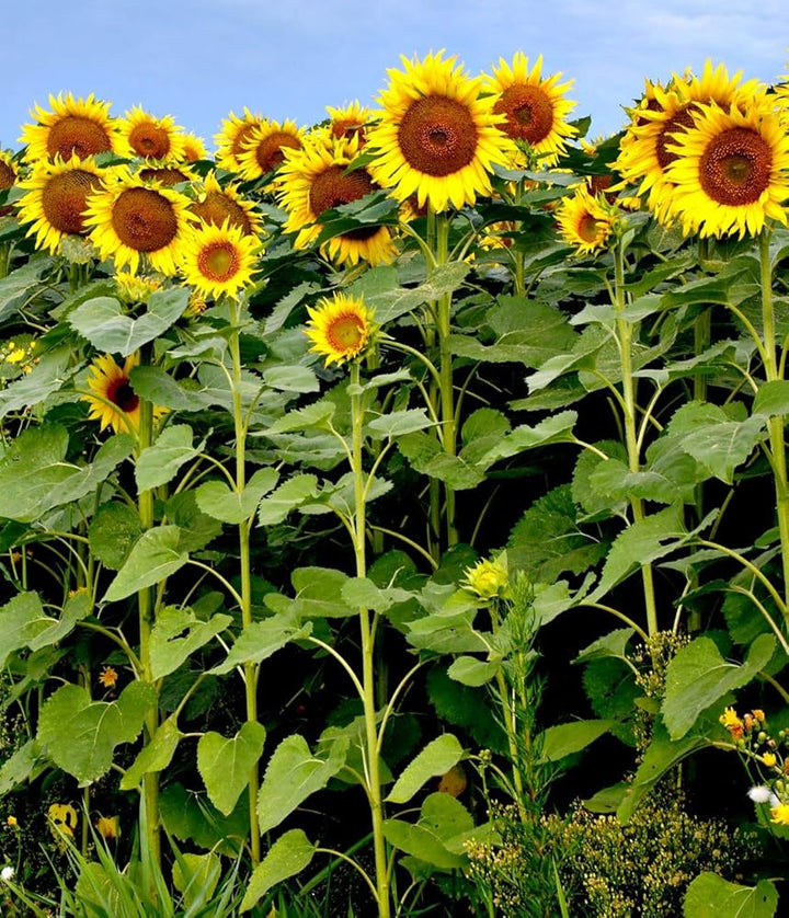 Bright Yellow flower seeds