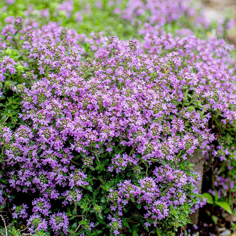 Violet Serpyllum Flower Seeds for Planting – Heirloom Non-GMO Garden Seeds