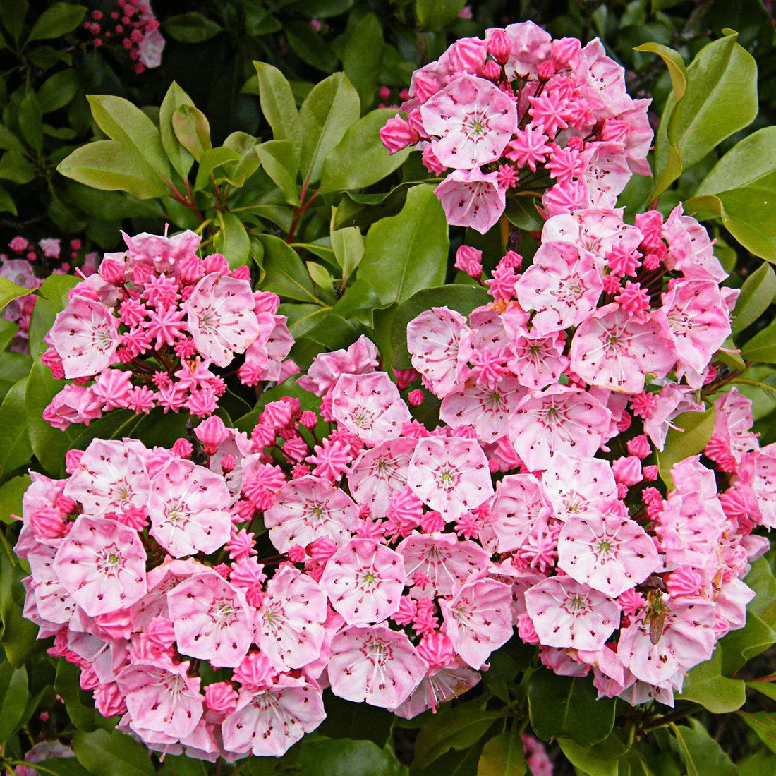 Pink Laurel flower seeds