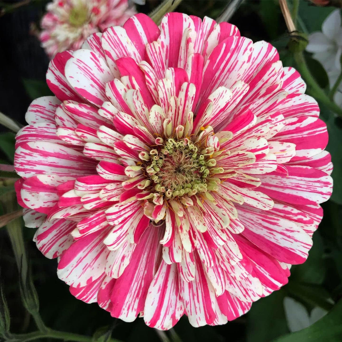 Peppermint Stick Zinnia plant