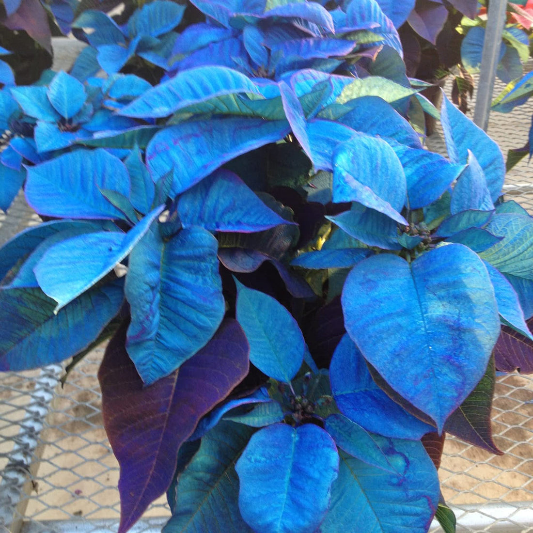 Deep Blue flower seeds