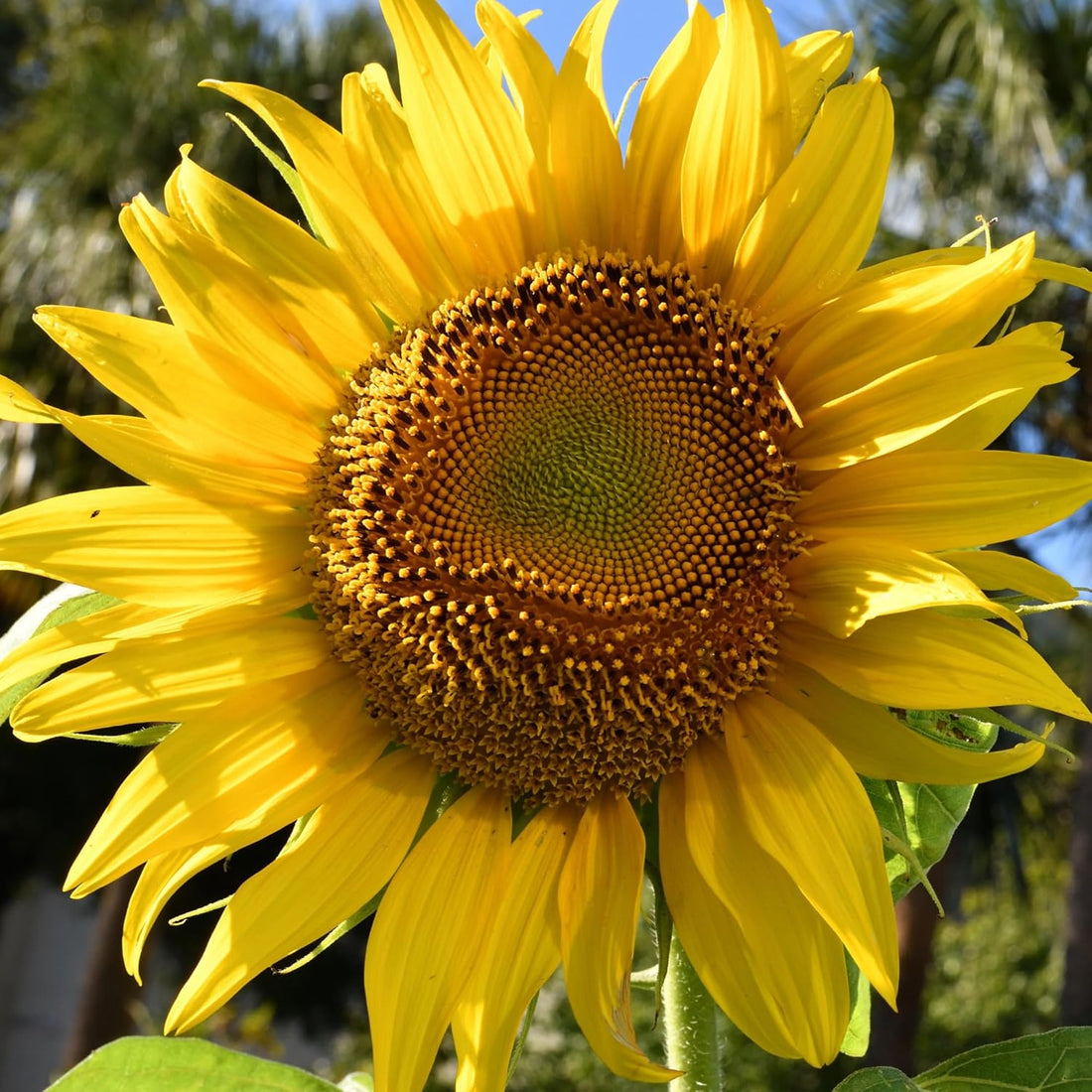 Sunflower Helianthus flower seeds