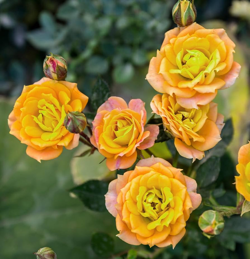 Yellow and Red Rose Flower Seeds for Planting – Heirloom Non-GMO Garden Seeds