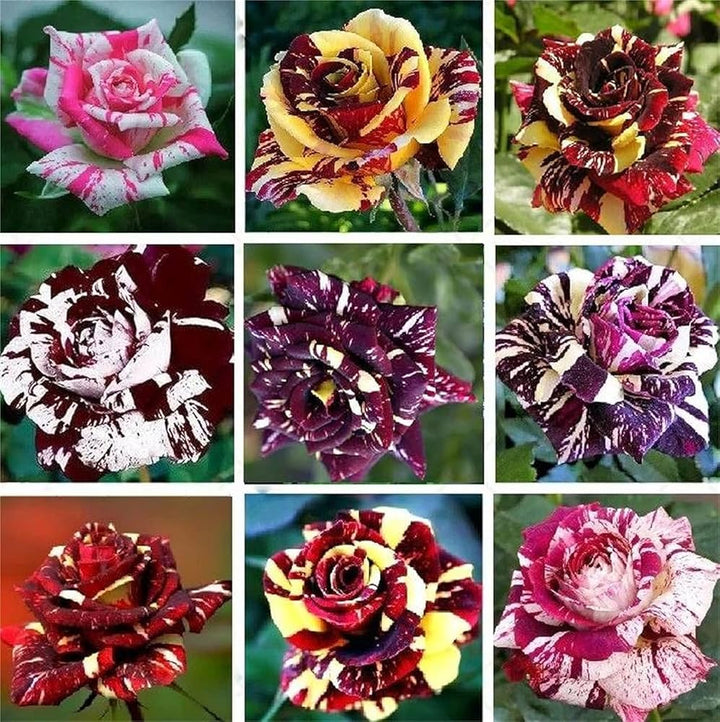Dragon Rose flower seeds