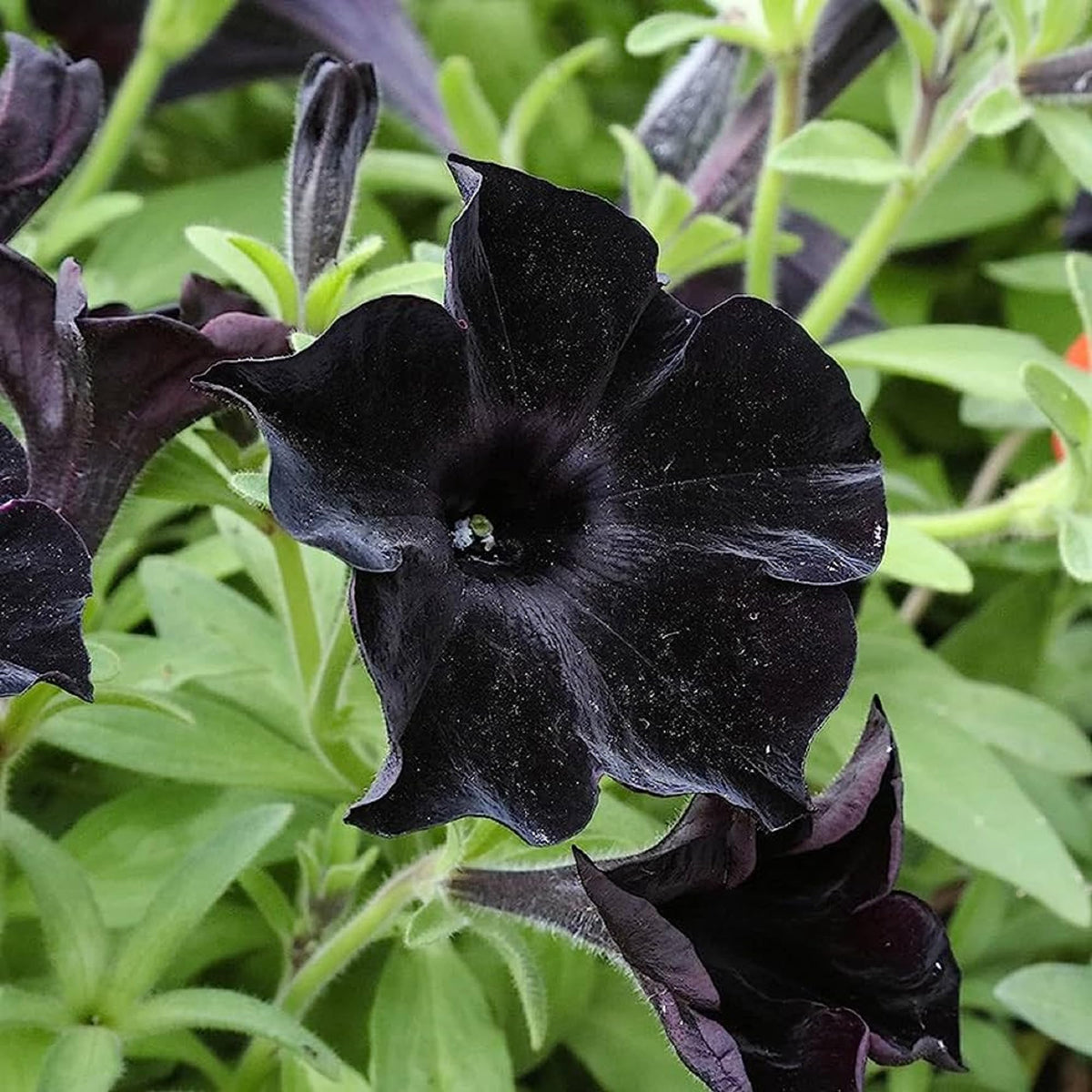 Black Petunias plant