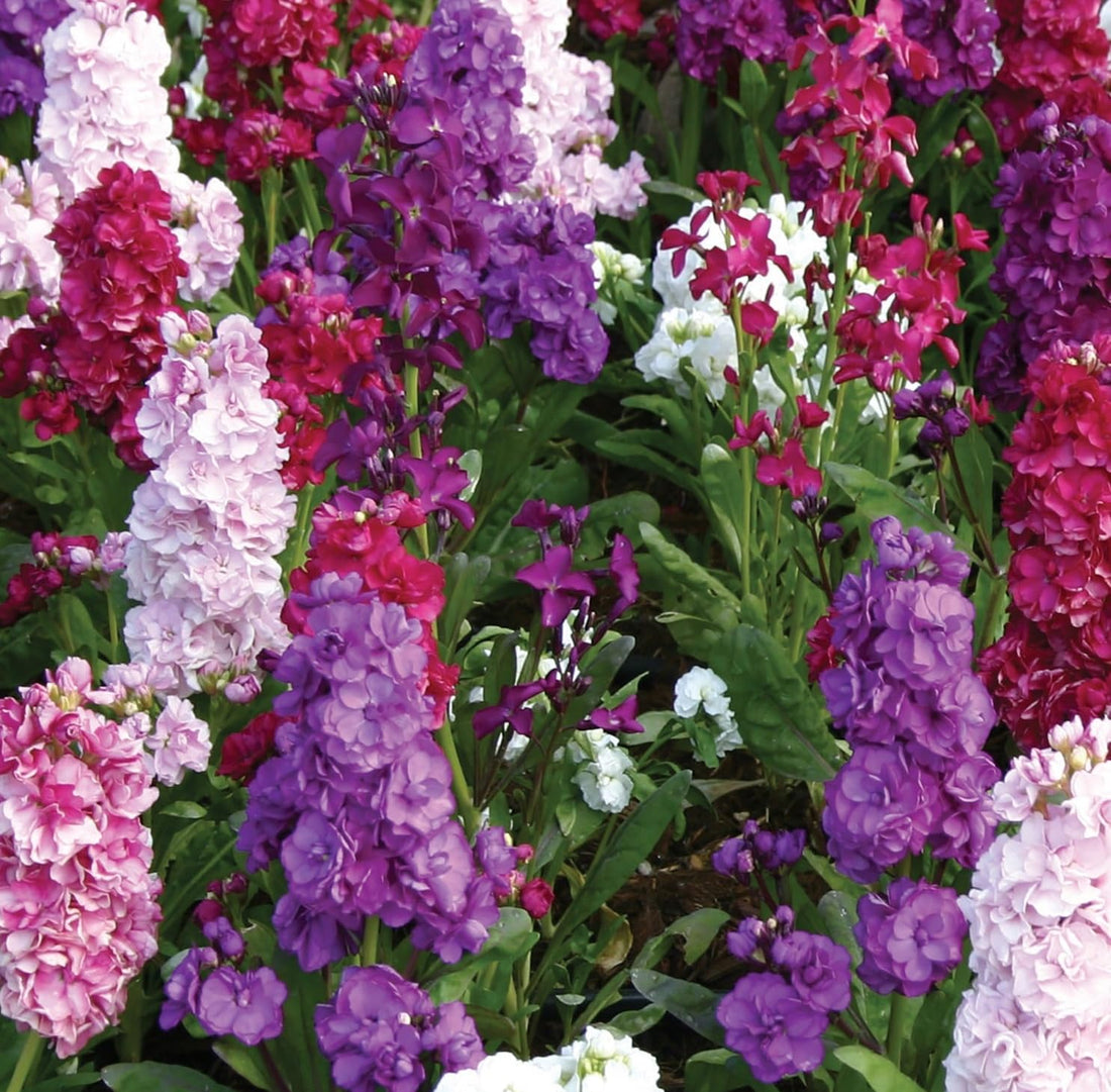 Matthiola flower seeds