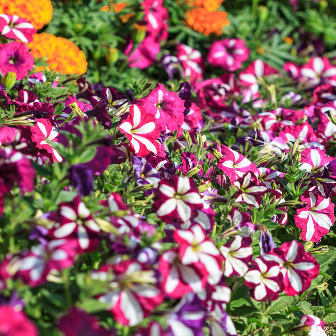 Double Petunia flower seeds