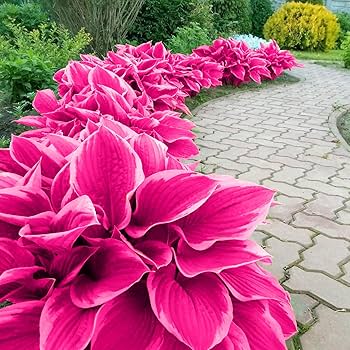 Pink Hosta plant