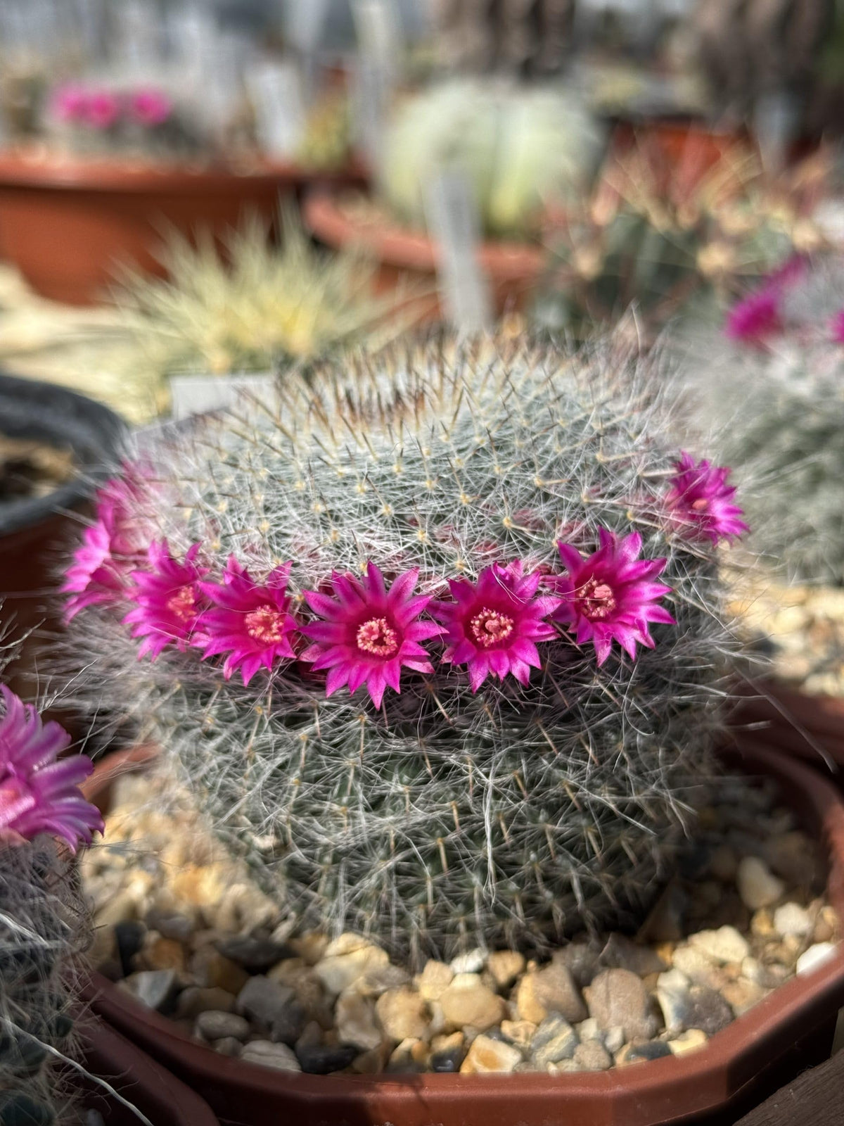 Pink Mammillaria Flower Seeds for Planting – Heirloom Non-GMO Garden Favorite Seeds
