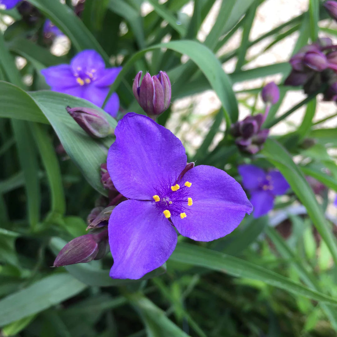 Blue Tradescantia flower seeds