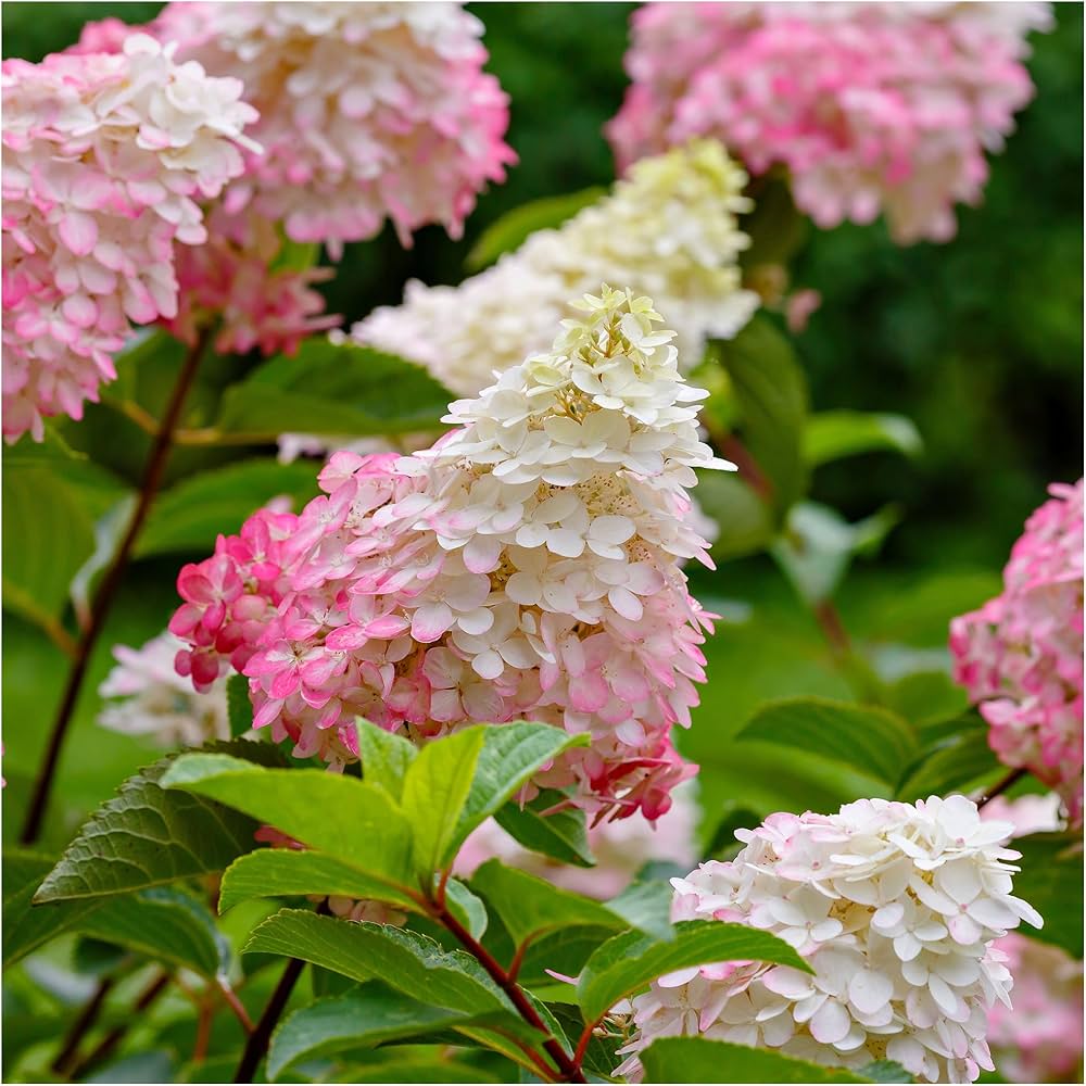 White And flower seeds