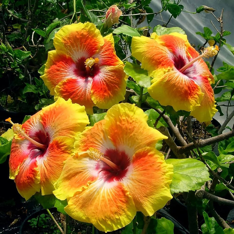 Clear Hibiscus Flower Seeds for Planting – Heirloom Non-GMO Garden Seeds