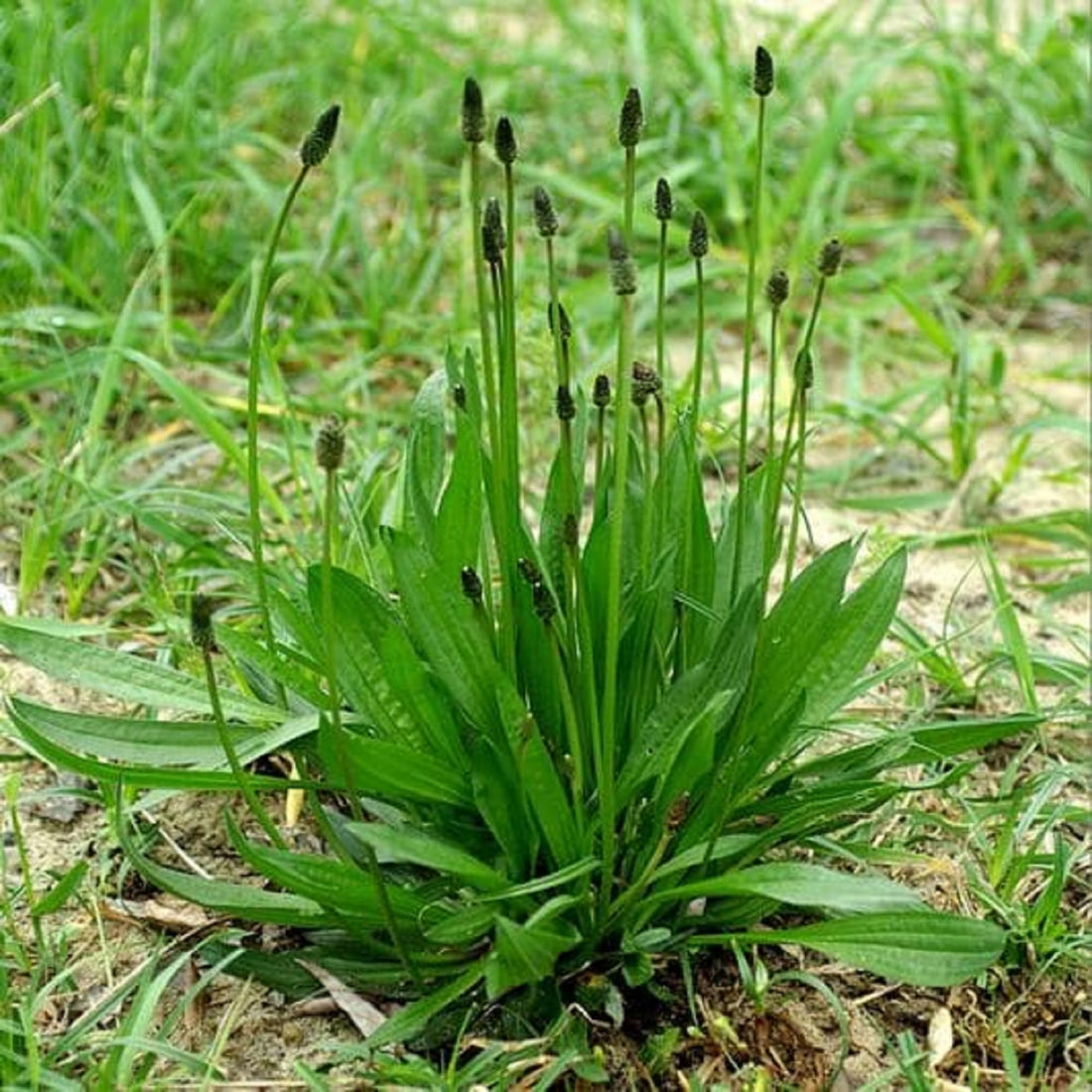 Lanceolata Plantago flower seeds