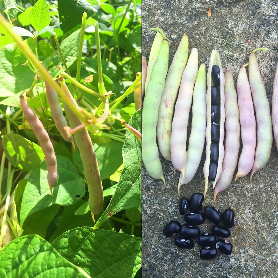 Black Turtle Bean Seeds