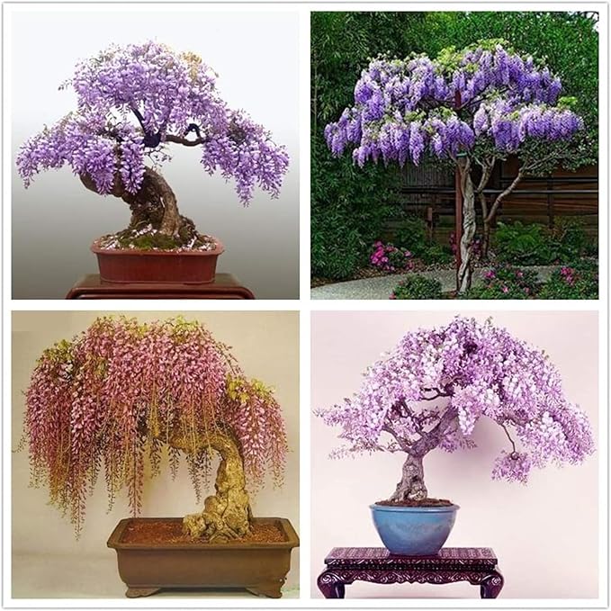 Wisteria flower seeds